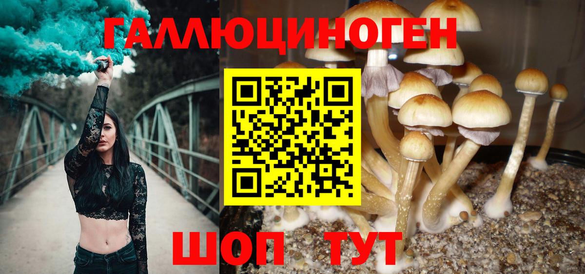 Псилоцибиновые грибы GOLDEN TEACHER  где купить   Тула  Вход с VPN 